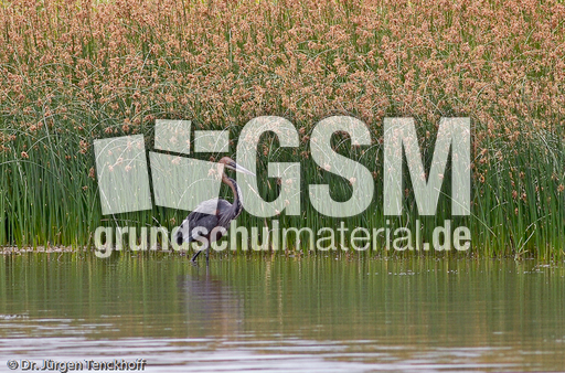 Purpurreiher (5 von 12).jpg